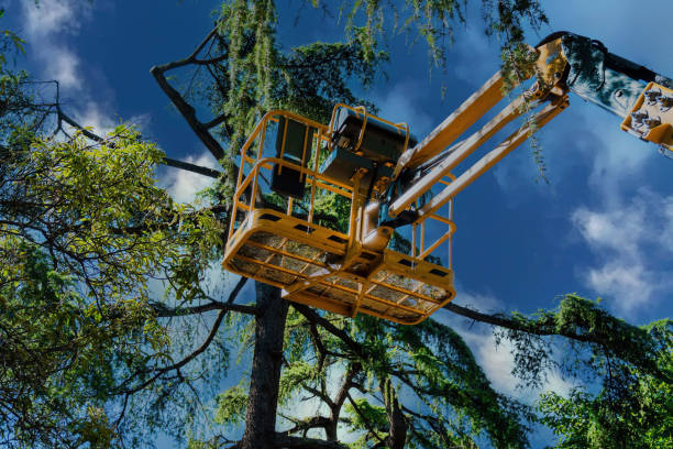 Why Choose Our Tree Removal Services in Clearfield, UT?